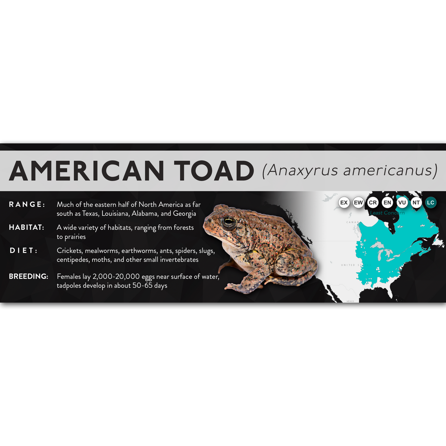 American Toad (Anaxyrus americanus) - X Label