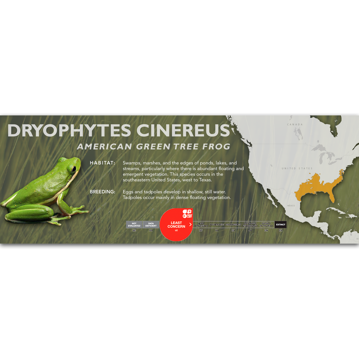 American Green Tree Frog (Dryophytes cinereus) - Classic Vivarium Label