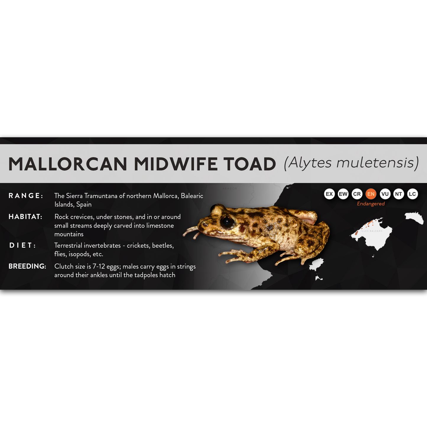 Mallorcan Midwife Toad (Alytes muletensis) - X Label