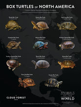 Load image into Gallery viewer, Box Turtles of North America - 18&quot; x 24&quot; Poster - Animals of the World Poster Series #3