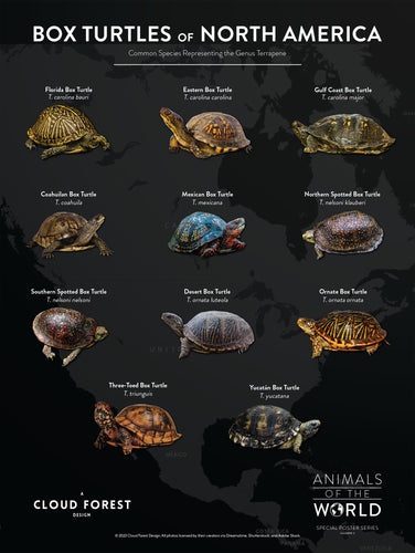 Box Turtles of North America - 18