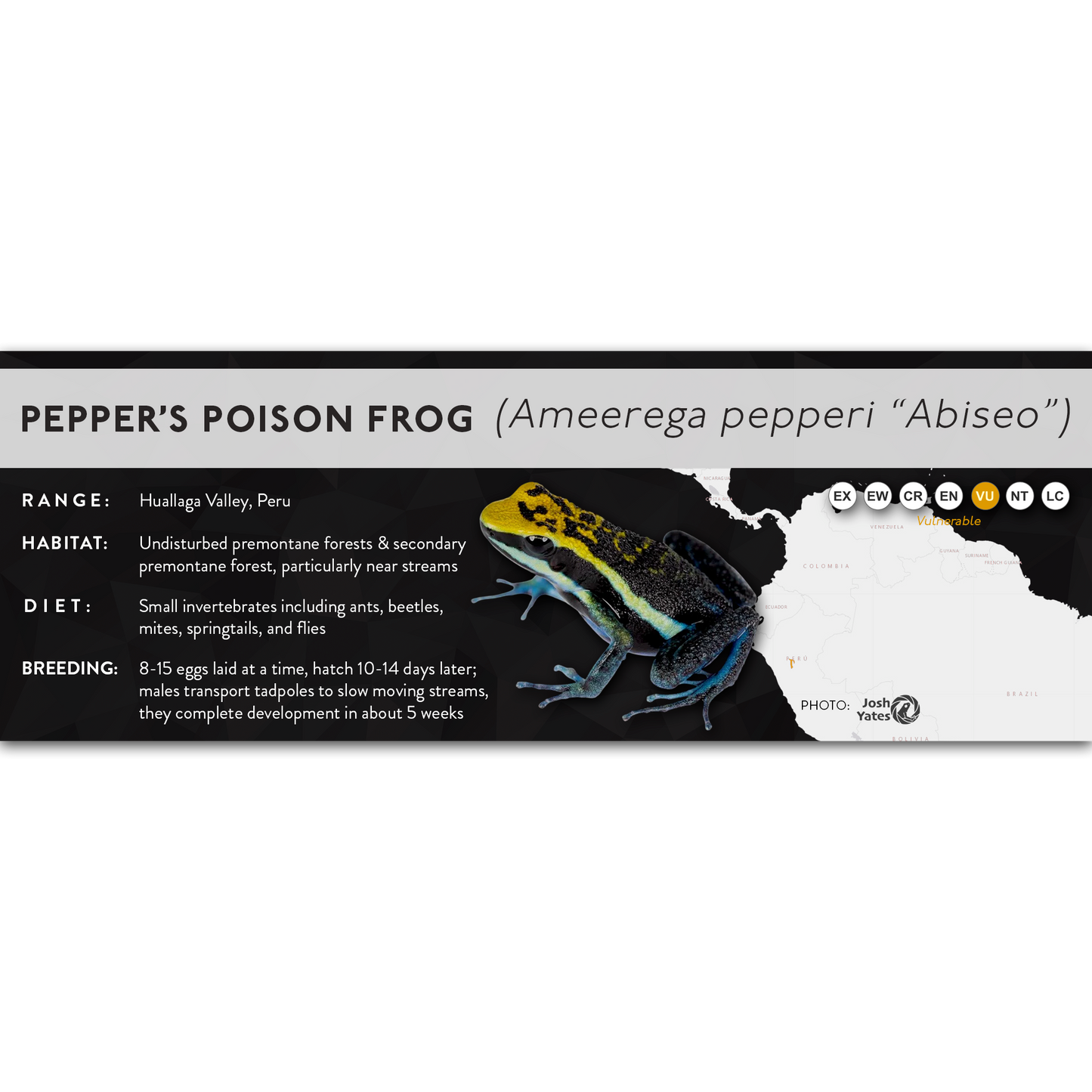 Pepper's Poison Frog (Ameerega pepperi) - X Label