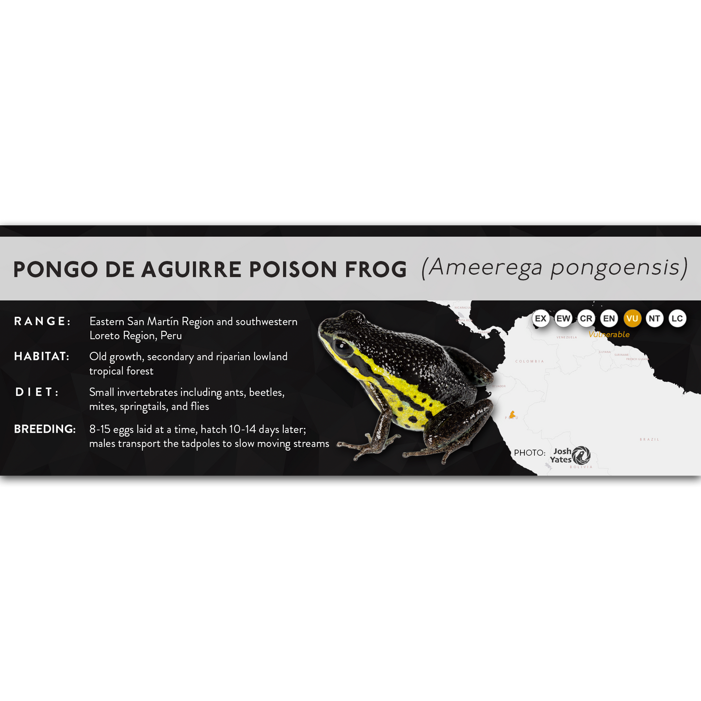 Pongo de Aguirre Poison Frog (Ameerega pongoensis) - X Label