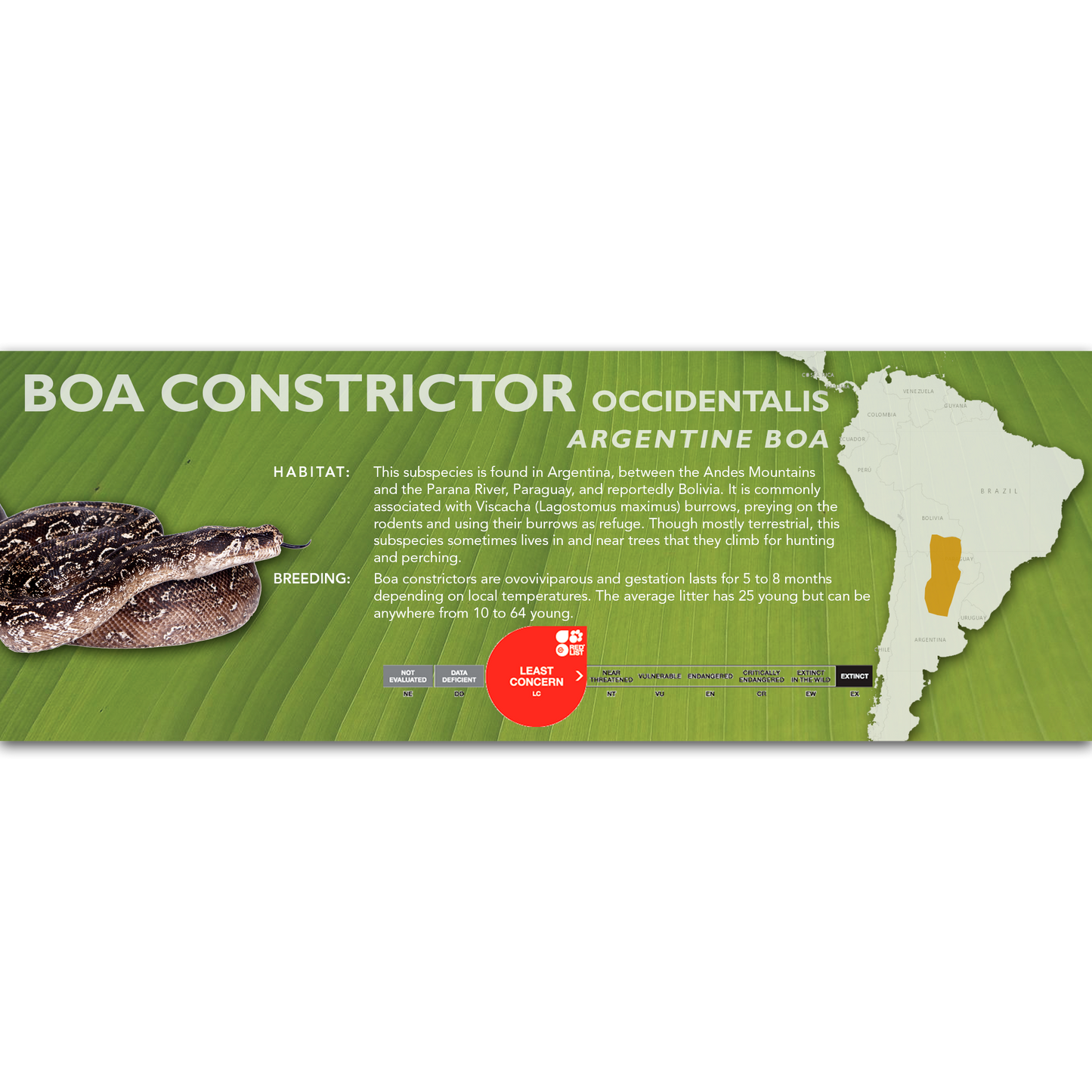 Argentine Boa (Boa constrictor occidentalis) Classic Vivarium Label
