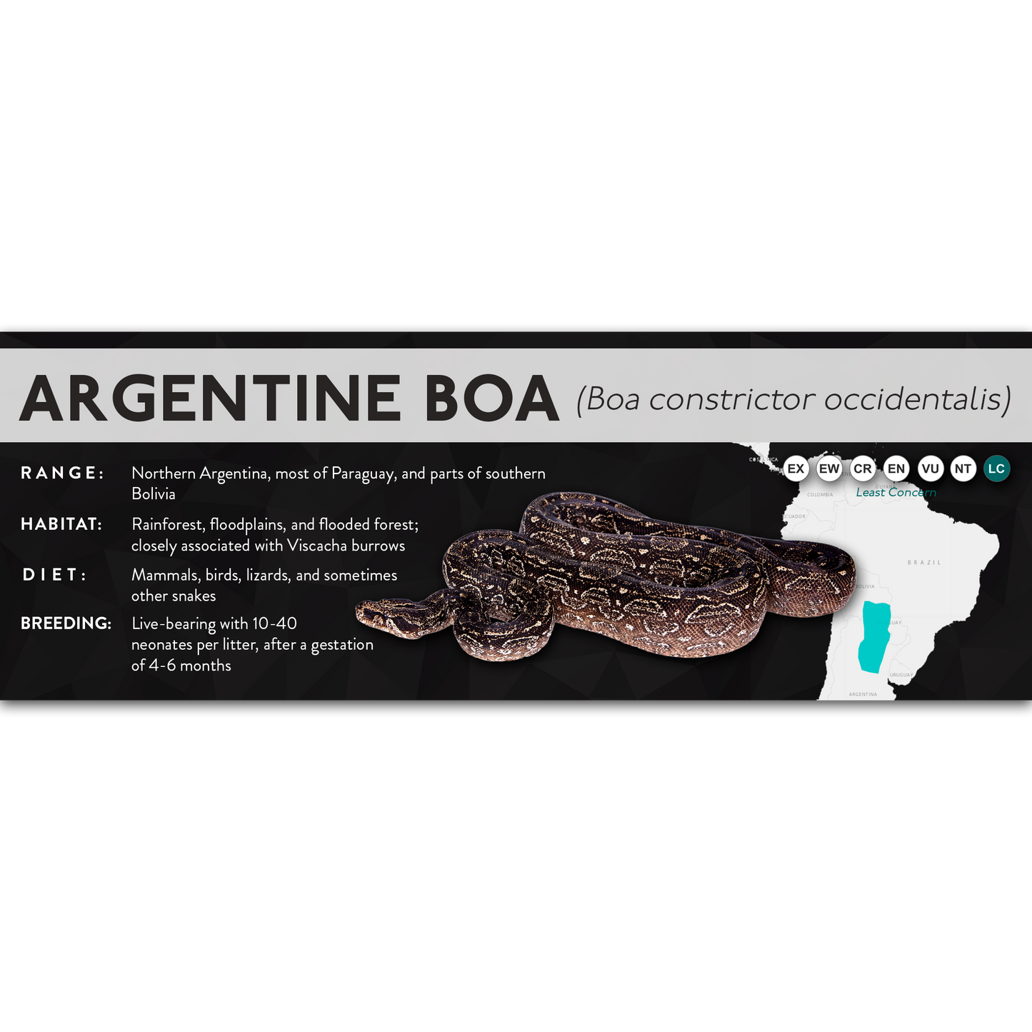 Argentine Boa (Boa constrictor occidentalis) - X Label