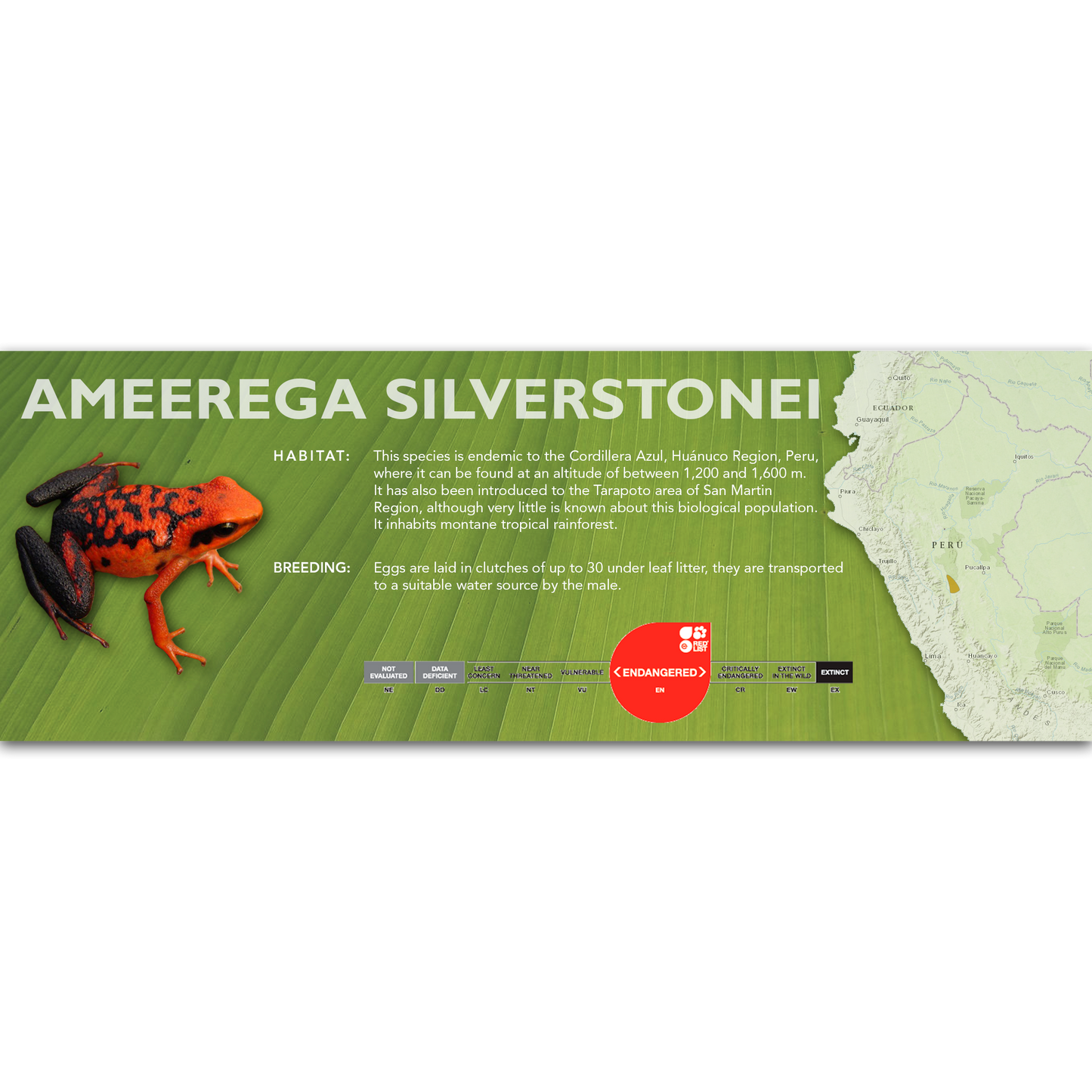 Ameerega silverstonei - Classic Vivarium Label