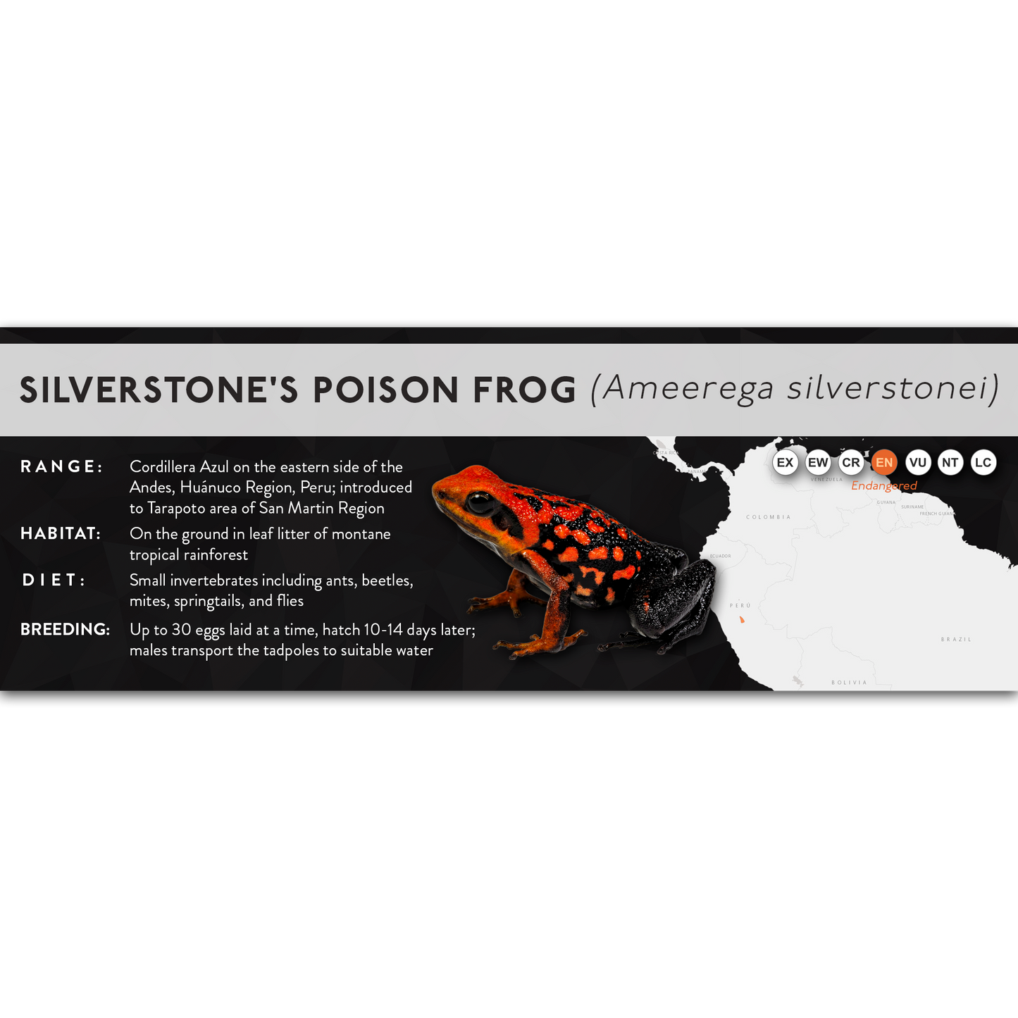 Silverstone's Poison Frog (Ameerega silverstonei) - X Label