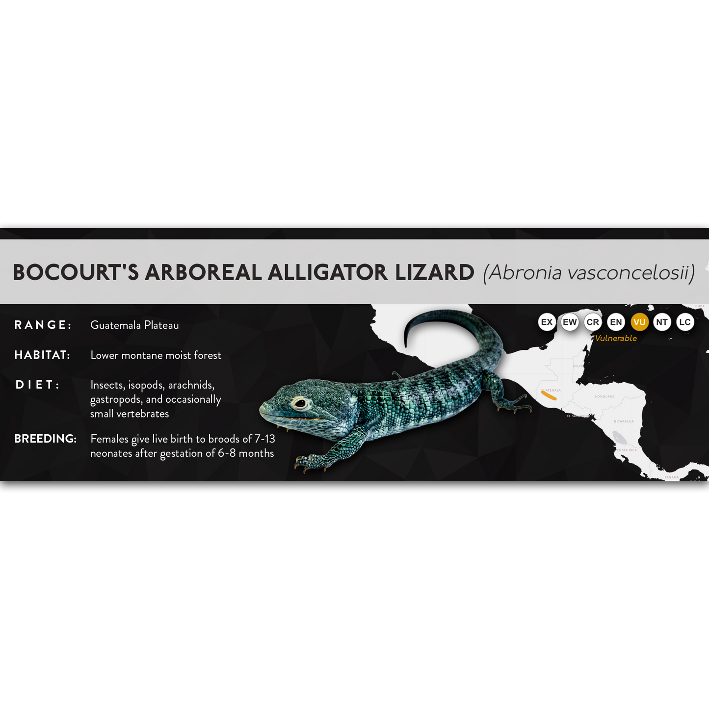 Bocourt's Arboreal Alligator Lizard (Abronia vasconcelosii) - X Label
