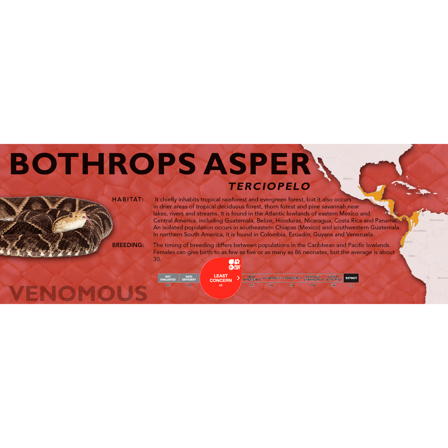 Terciopelo (Bothrops asper) Classic Vivarium Label