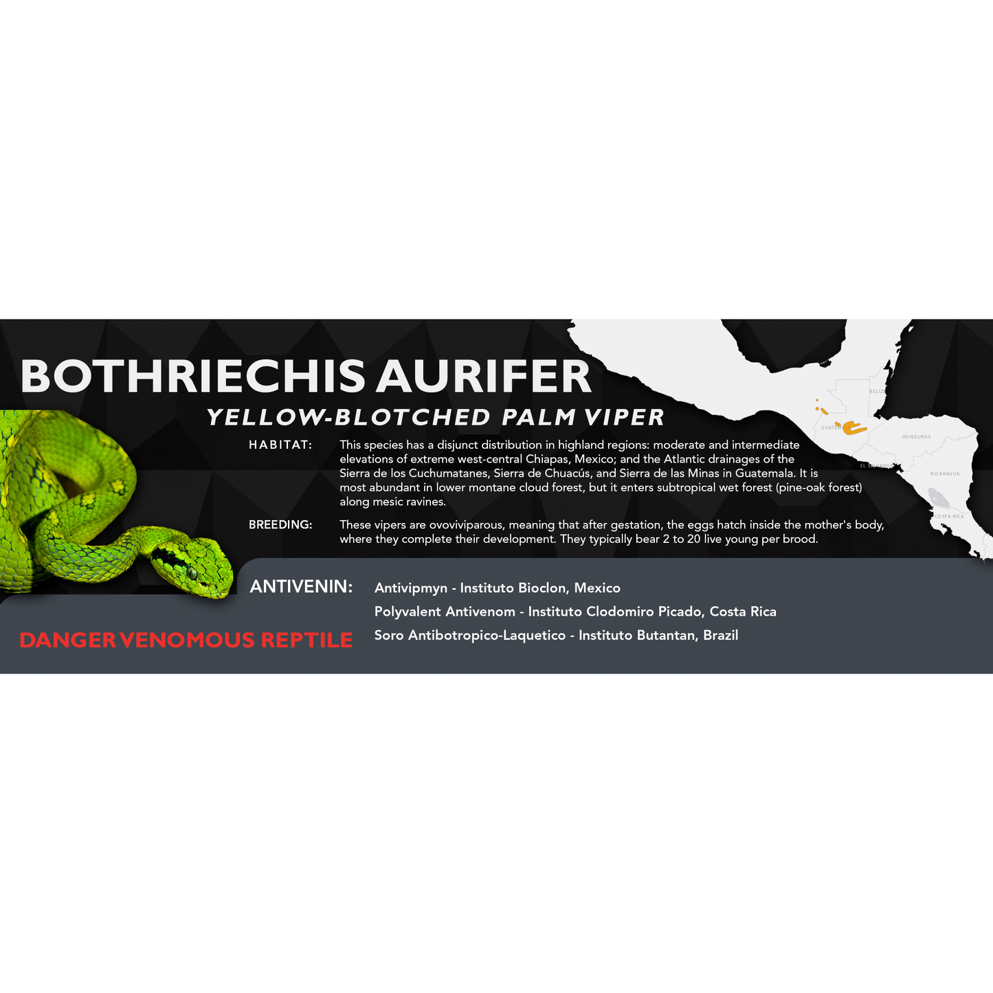 Yellow-Blotched Palm Viper (Bothriechis aurifer) Classic Vivarium Label