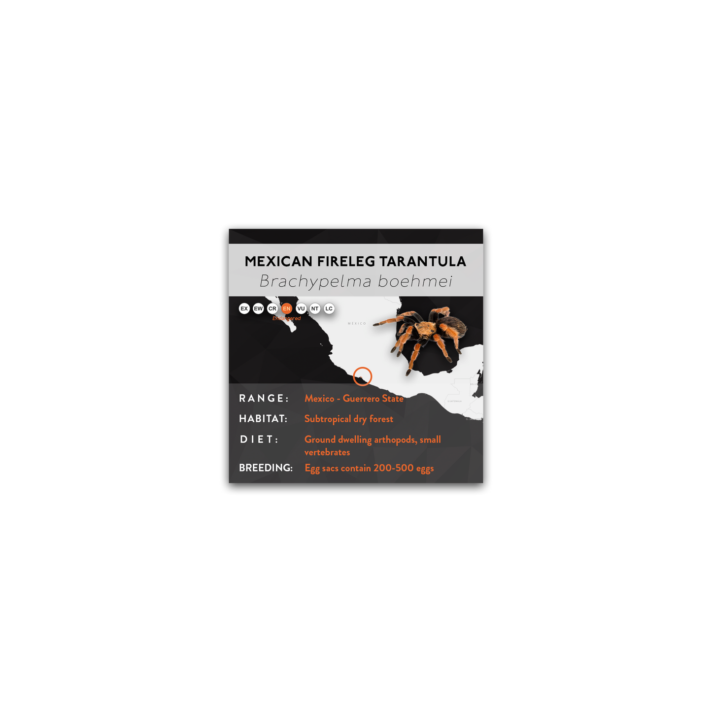 Mexican Fireleg Tarantula (Brachypelma boehmei) - X Label