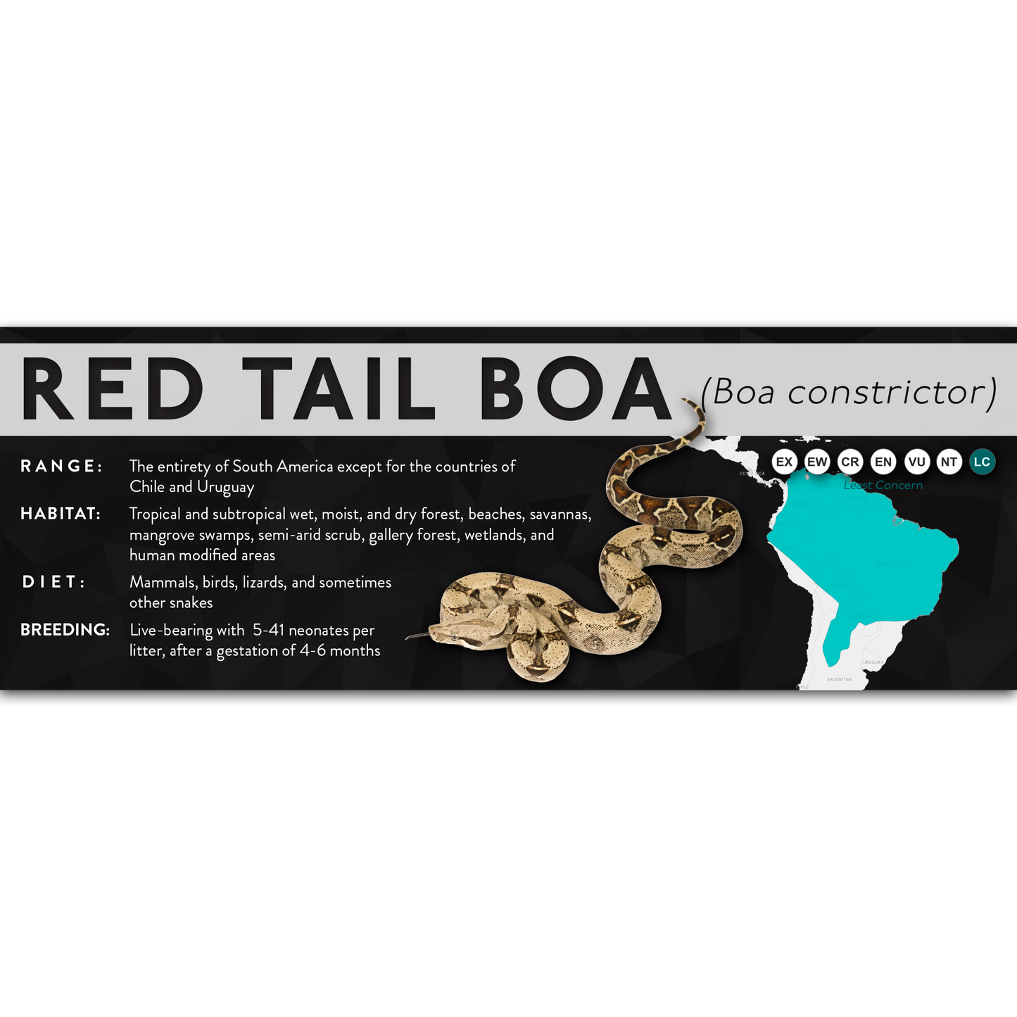 Red Tail Boa (Boa constrictor) - X Label