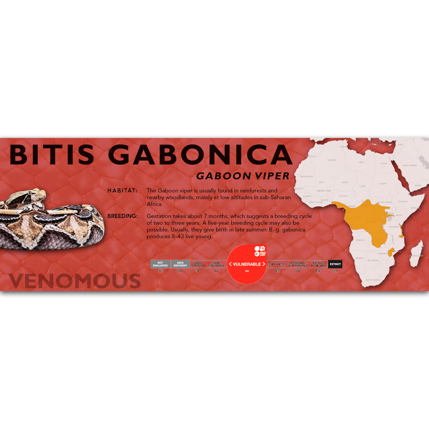 Gaboon Viper (Bitis gabonica) Classic Vivarium Label
