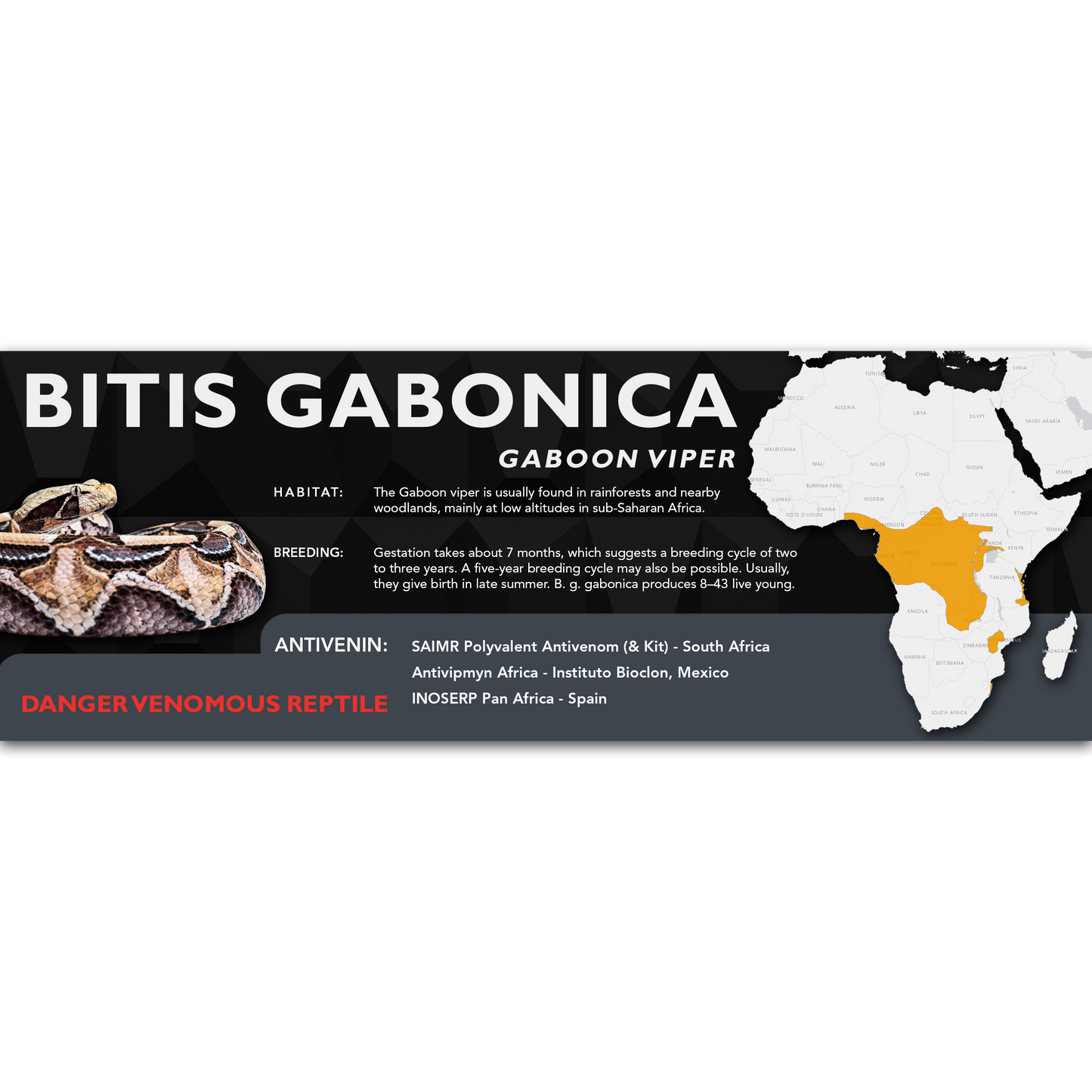 Gaboon Viper (Bitis gabonica) Classic Vivarium Label