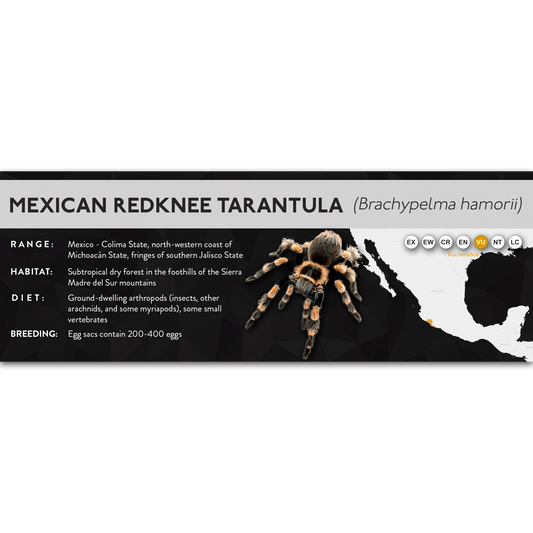 Mexican Redknee Tarantula (Brachypelma hamorii) - X Label