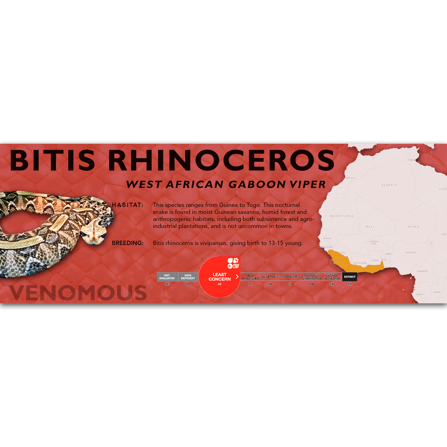 West African Gaboon Viper (Bitis rhinoceros) Classic Vivarium Label