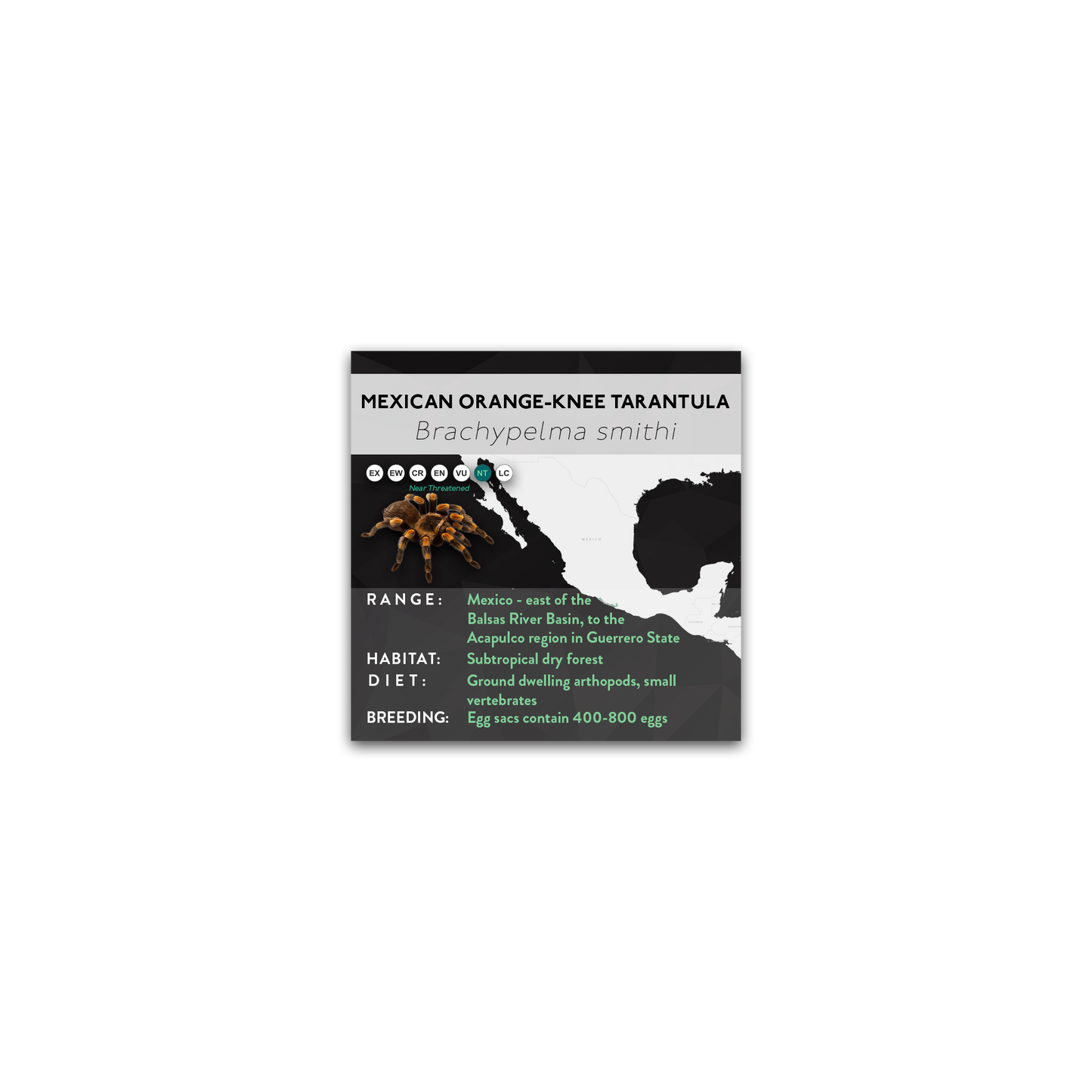 Mexican Orange-Knee Tarantula (Brachypelma smithi) - X Label