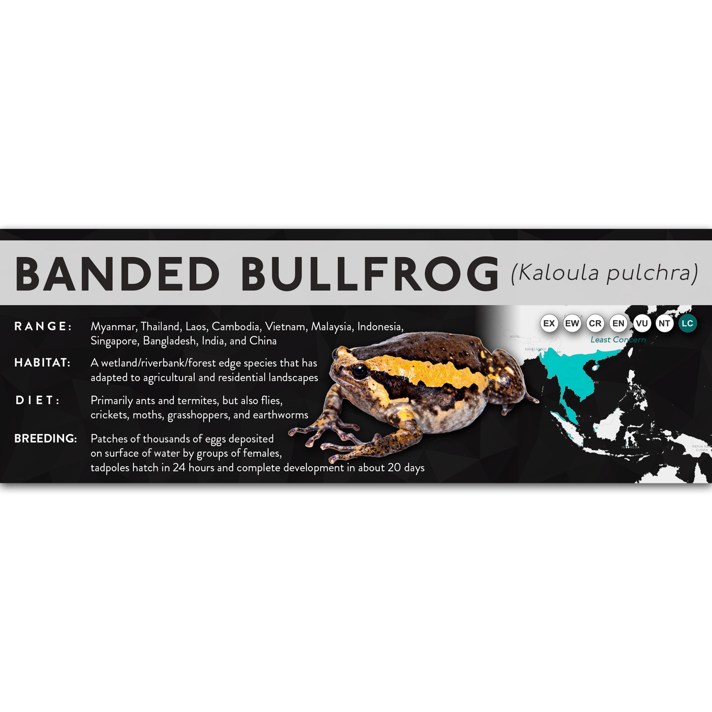 Banded Bullfrog (Kaloula pulchra) - X Label