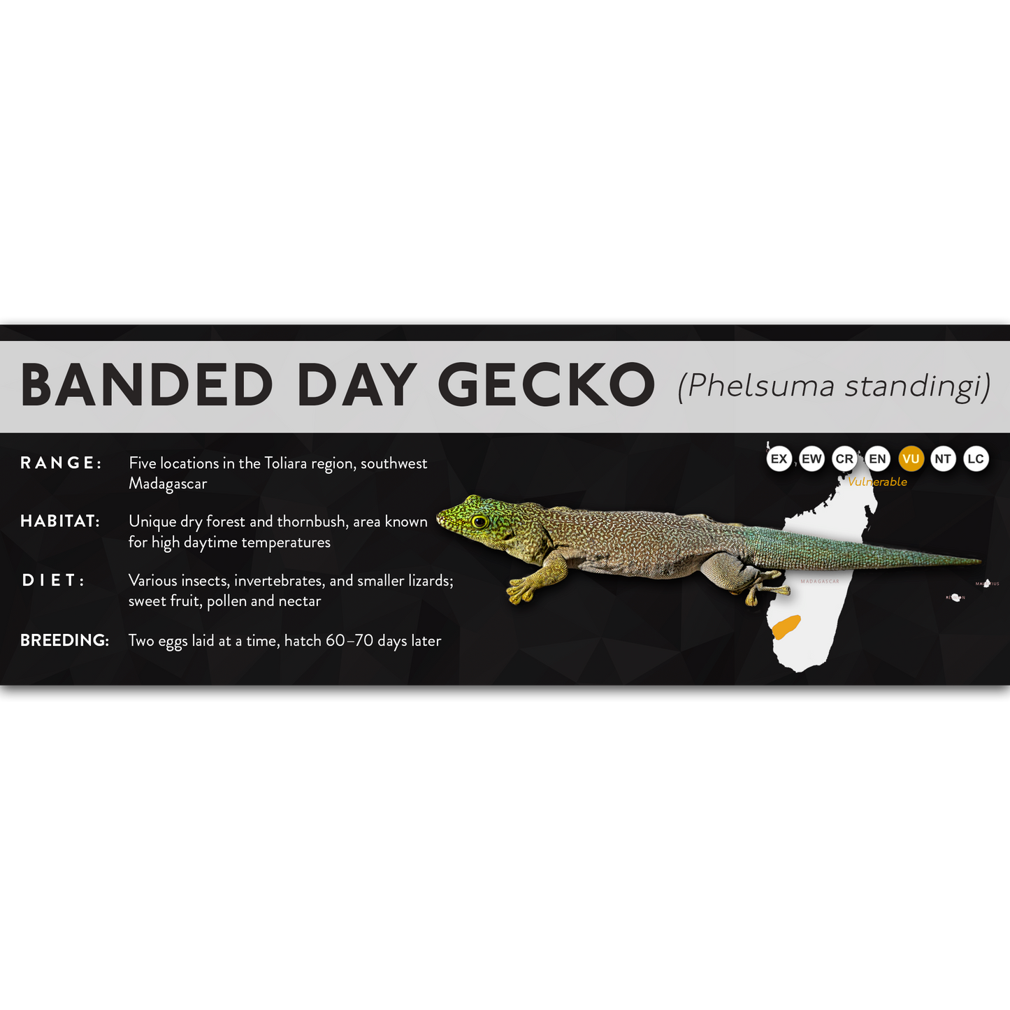 Banded Day Gecko (Phelsuma standingi) - X Label