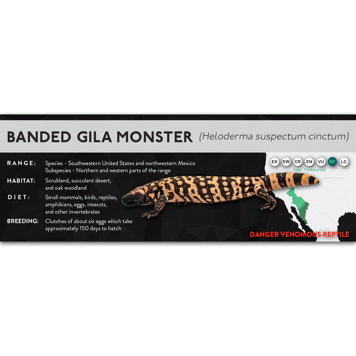 Gila Monster (Heloderma suspectum) - X Label