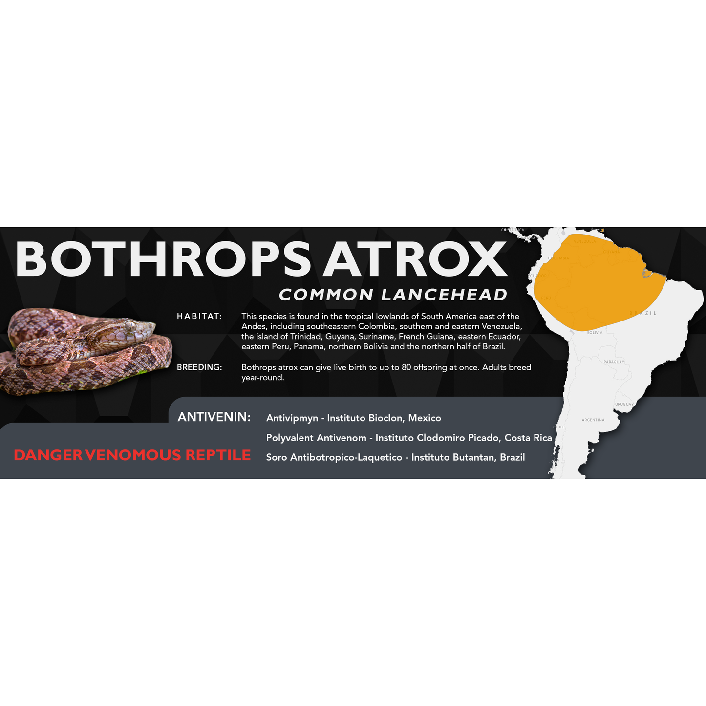 Common Lancehead (Bothrops atrox) Classic Vivarium Label