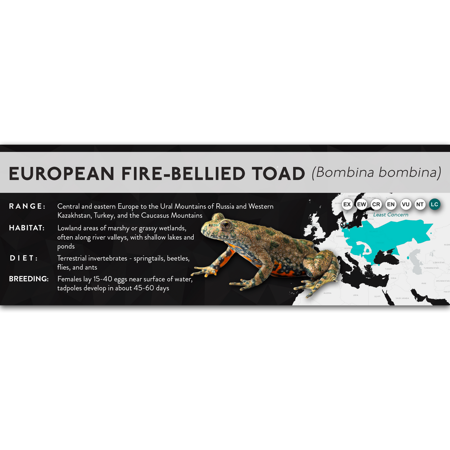 European Fire-Bellied Toad (Bombina bombina) - X Label