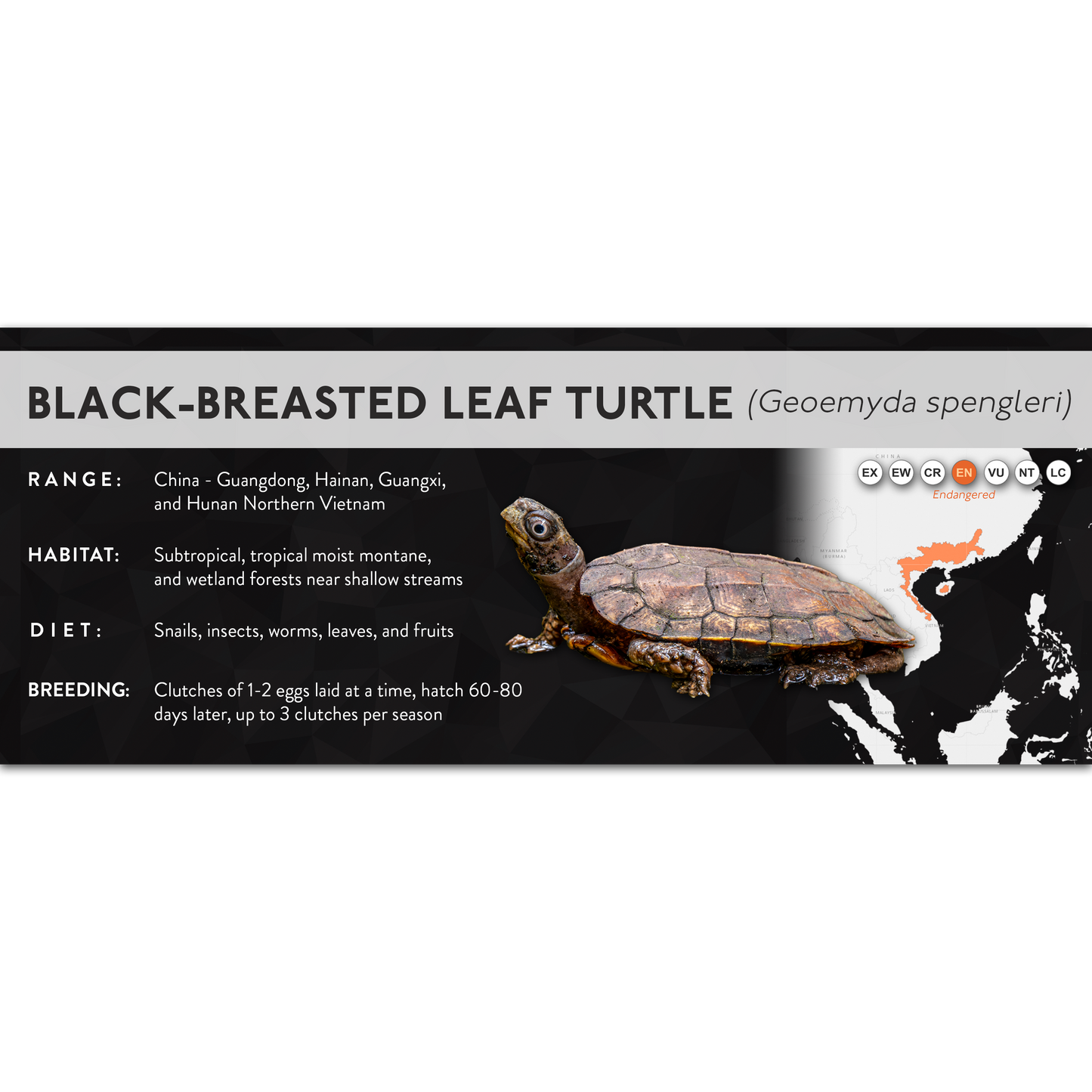 Black-Breasted Leaf Turtle (Geoemyda spengleri) - X Label
