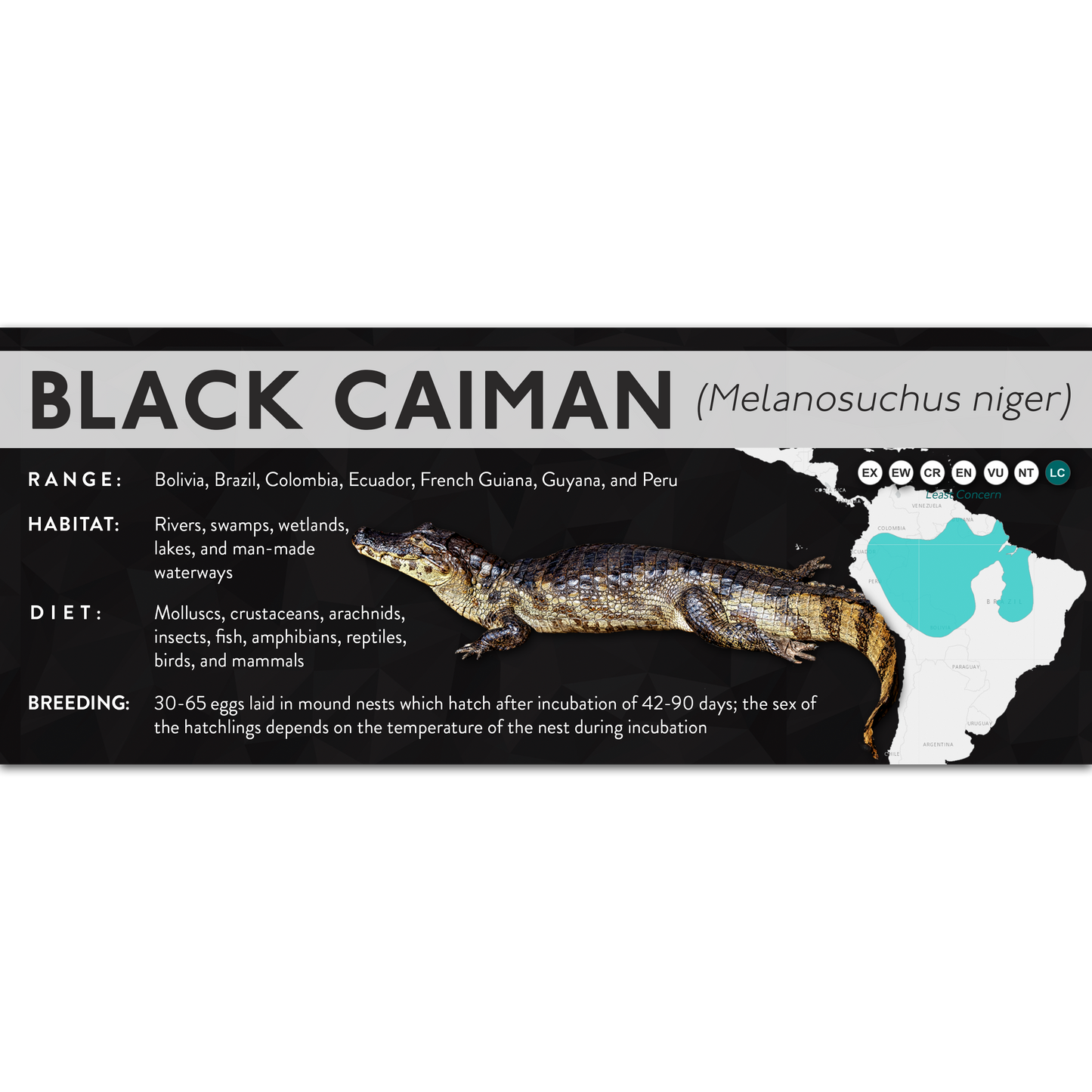 Black Caiman (Melanosuchus niger) - X Label