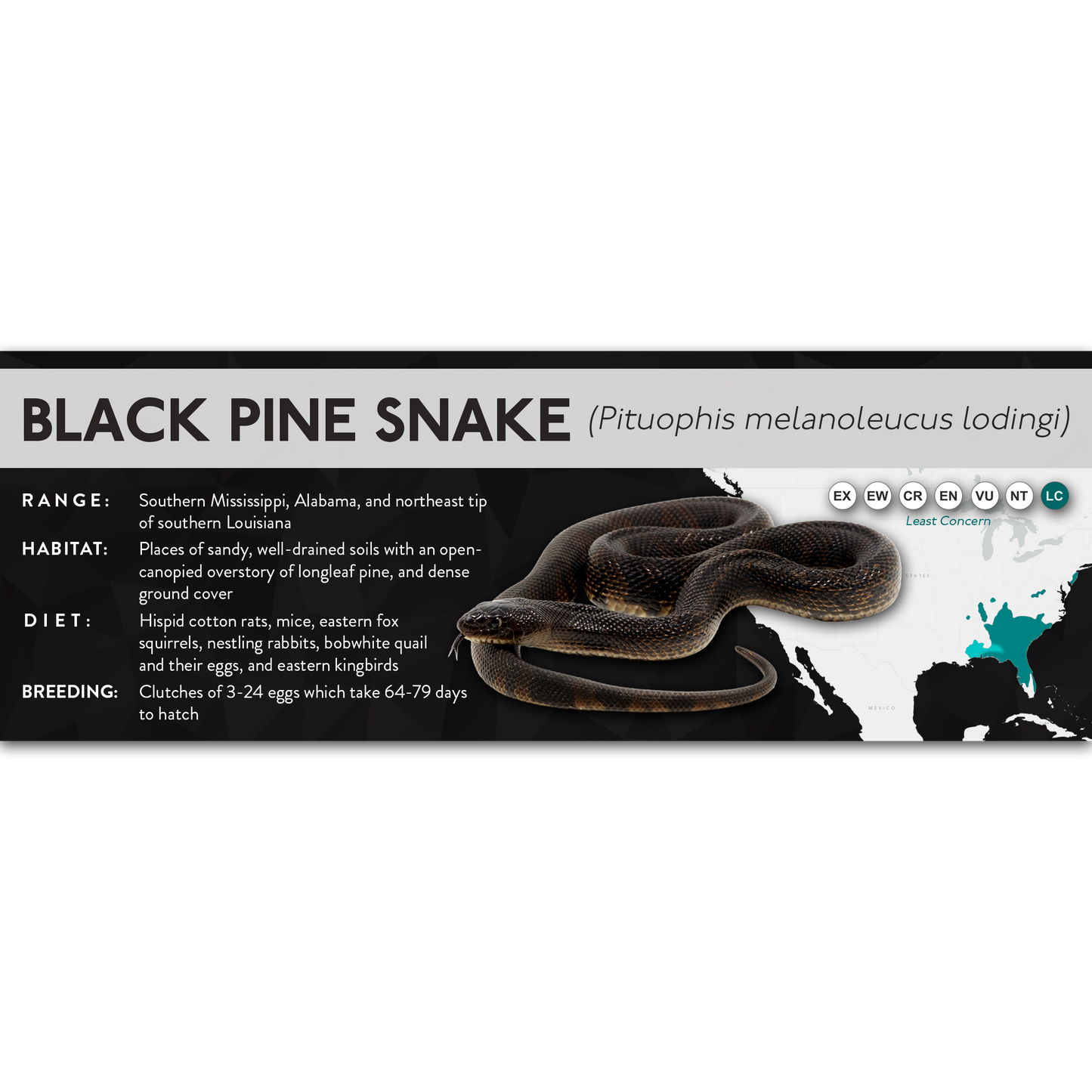 Eastern Pine Snake (Pituophis melanoleucus) - X Label