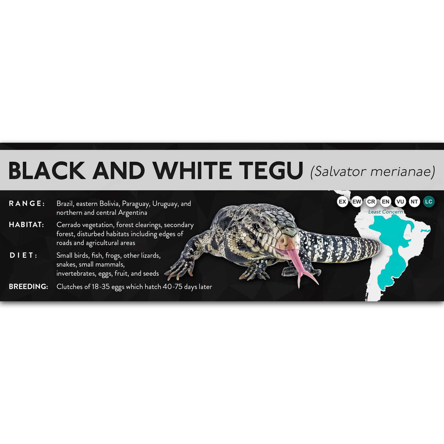 Black and White Tegu (Salvator merianae) - X Label
