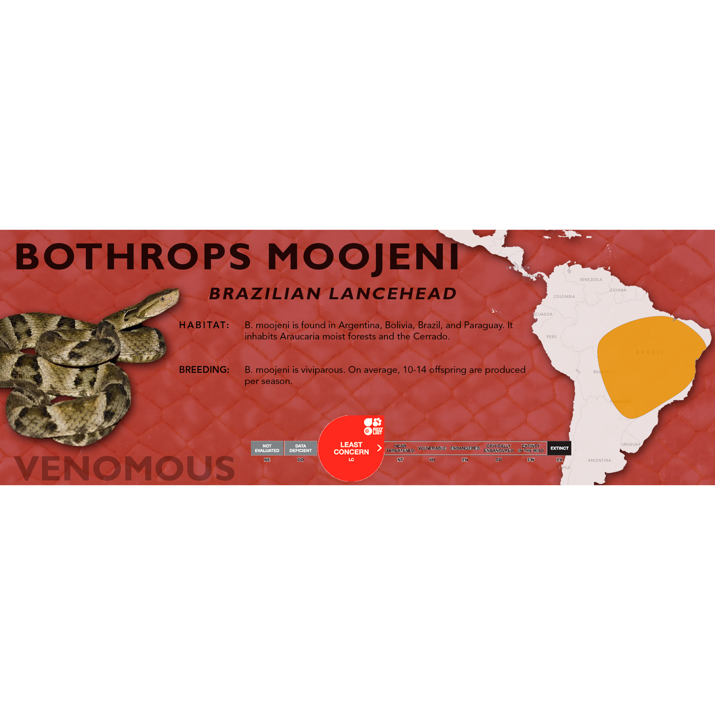 Brazilian Lancehead (Bothrops moojeni) Classic Vivarium Label