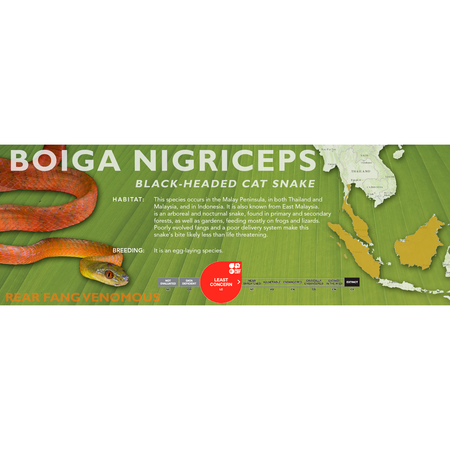 Black-Headed Cat Snake (Boiga nigriceps) Classic Vivarium Label