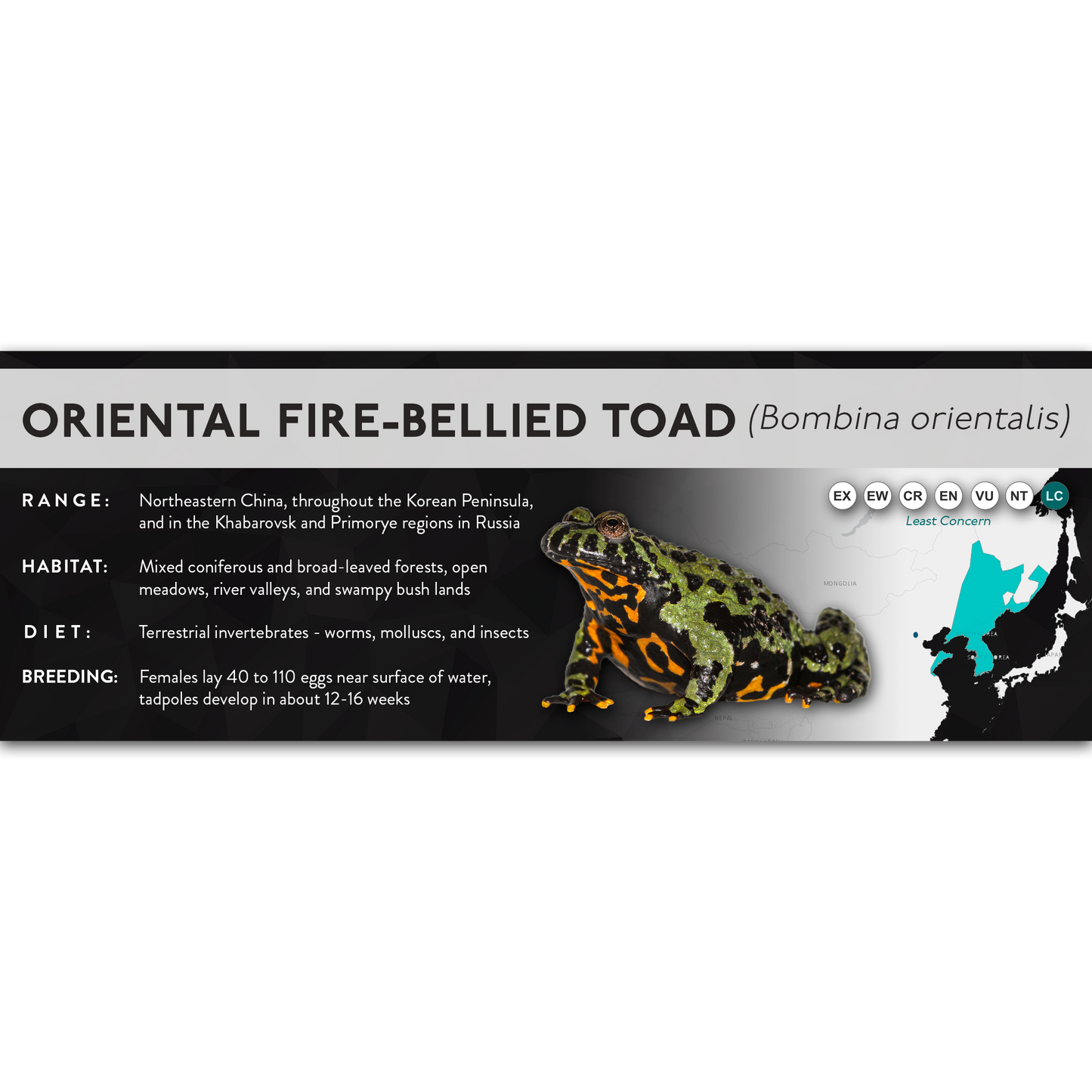 Oriental Fire-Bellied Toad (Bombina orientalis) - X Label