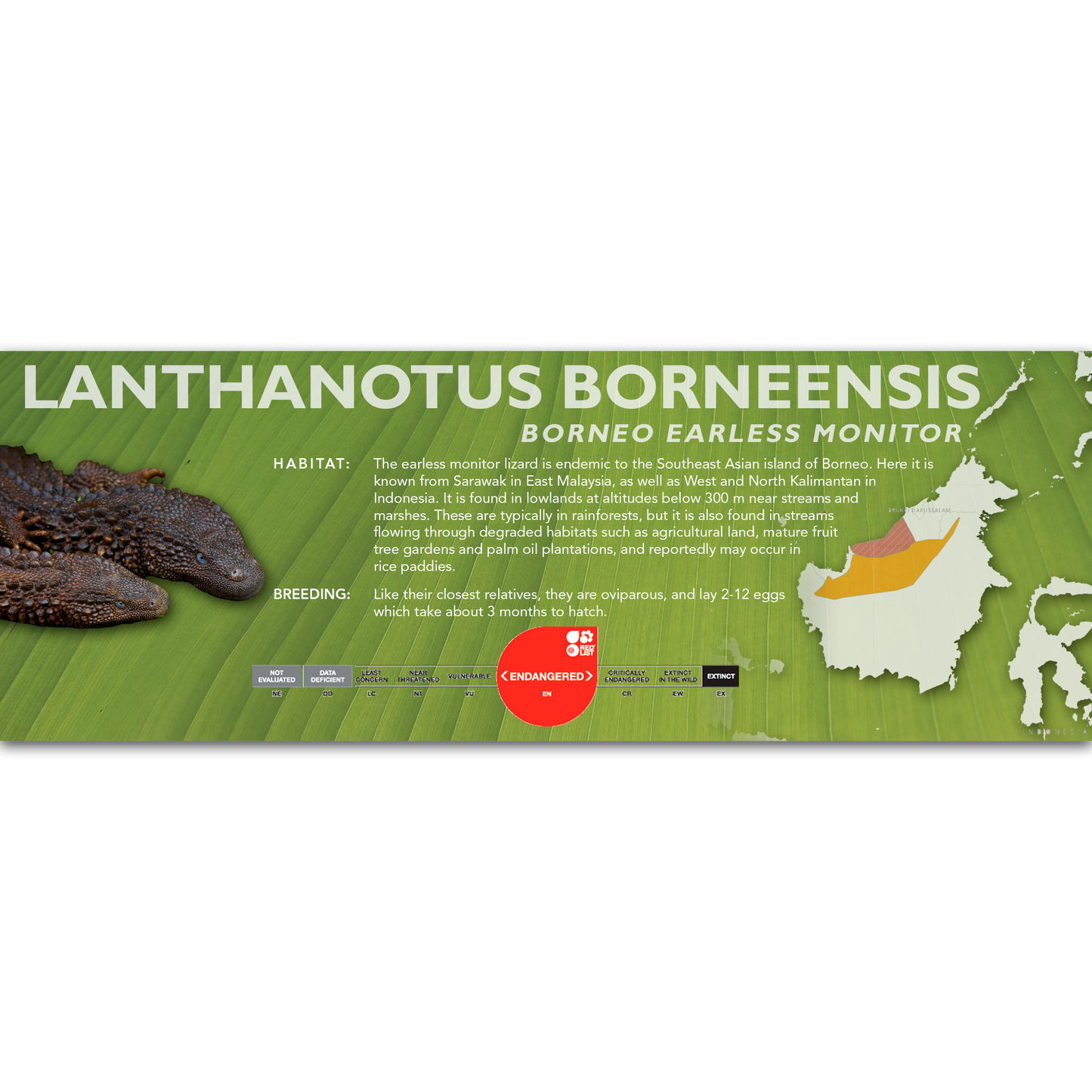 Borneo Earless Monitor (Lanthanotus borneensis) Classic Vivarium Label