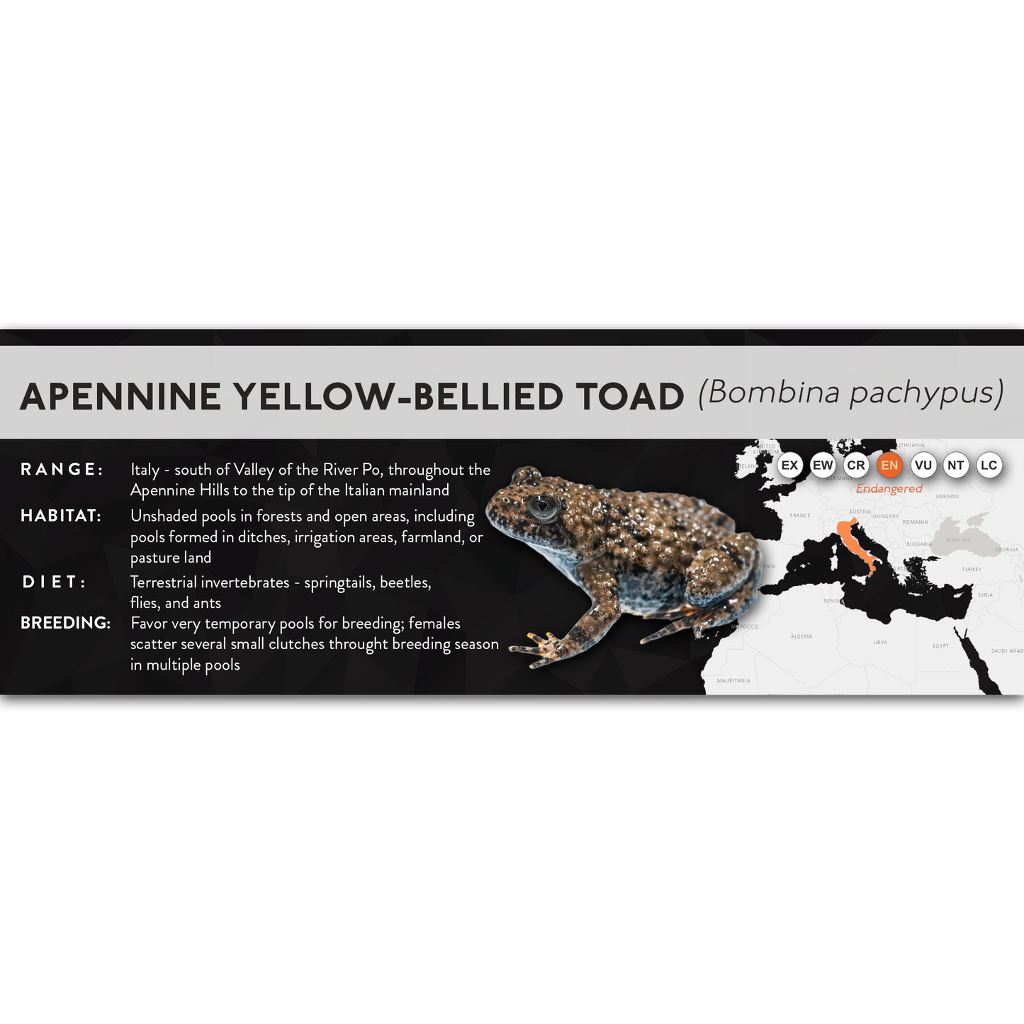 Apennine Yellow-Bellied Toad (Bombina pachypus) - X Label