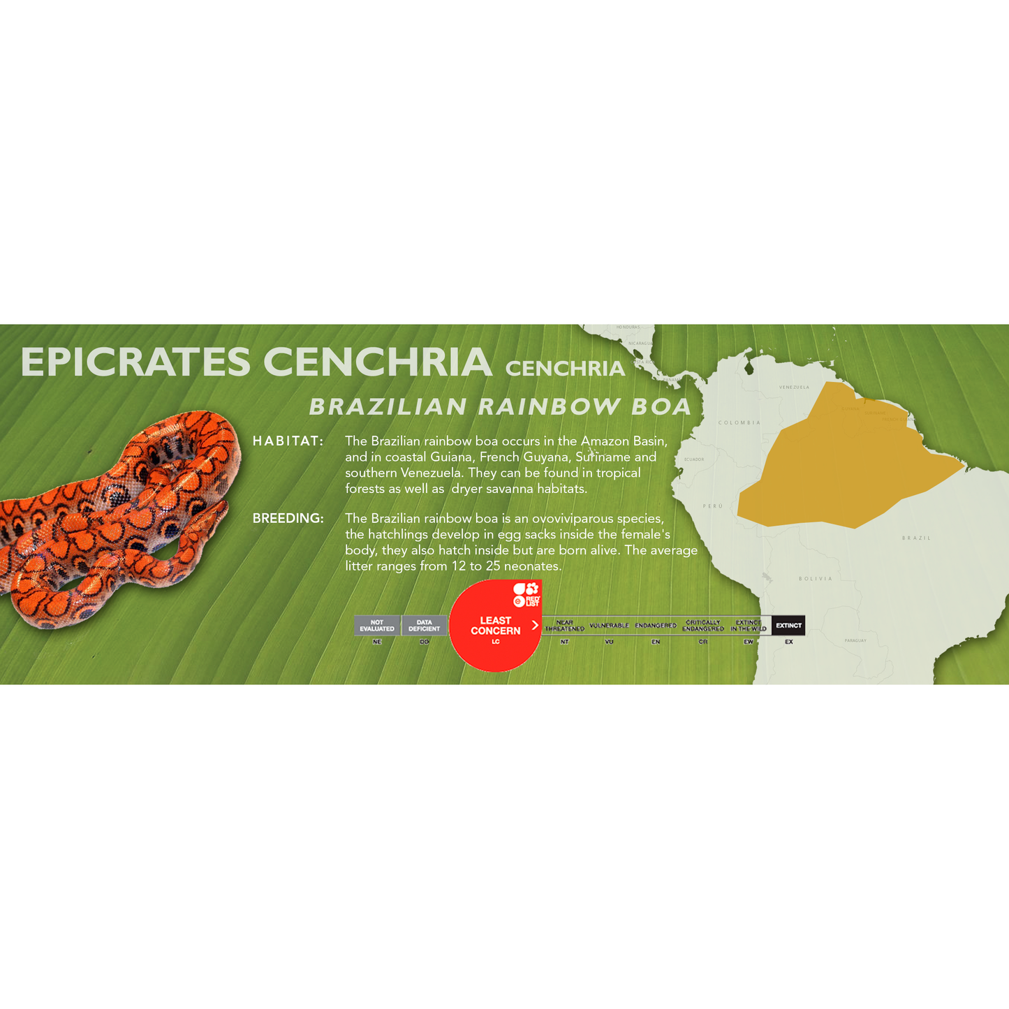 Brazilian Rainbow Boa (Epicrates cenchria cenchria) Classic Vivarium Label
