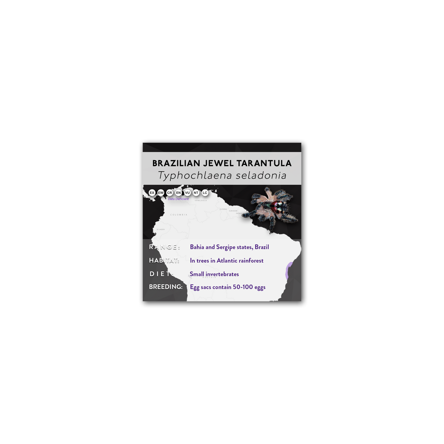 Brazilian Jewel Tarantula (Typhochlaena seladonia) - X Label
