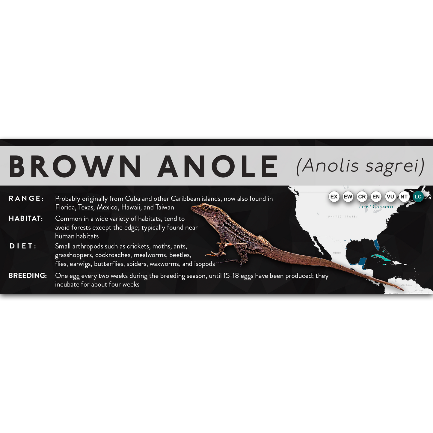 Brown Anole (Anolis sagrei) - X Label