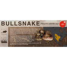 Load image into Gallery viewer, Bullsnake (Pituophis catenifer sayi) - Black Series Vivarium Label