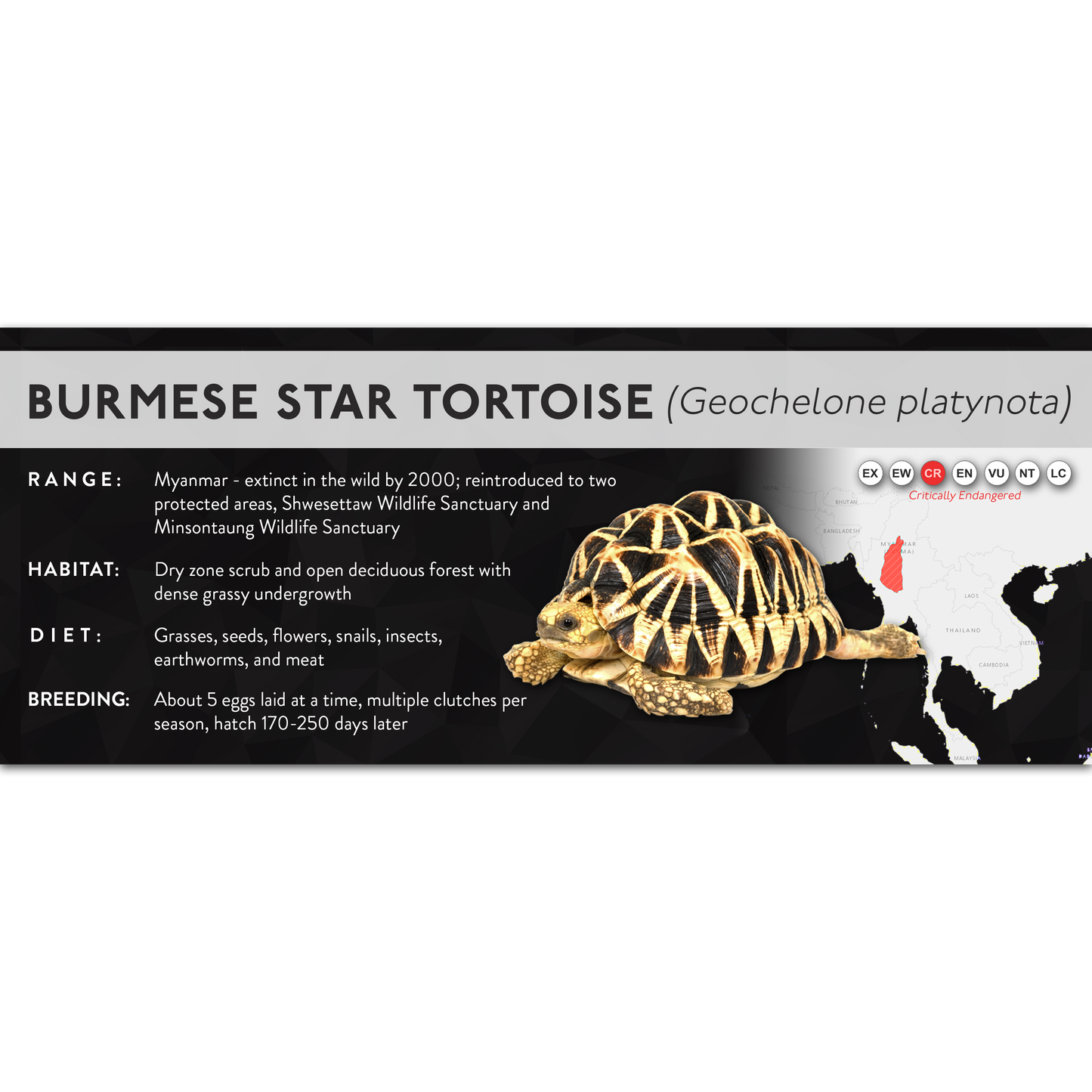 Burmese Star Tortoise (Geochelone platynota) - X Label