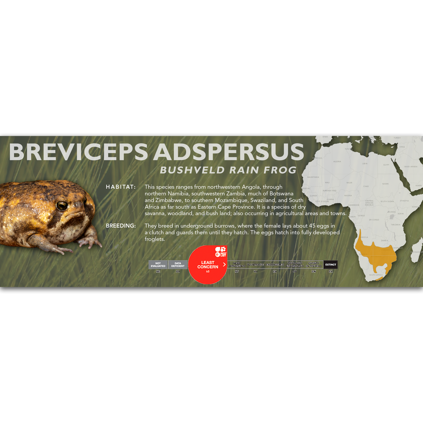 Bushveld Rain Frog (Breviceps adspersus) - Classic Vivarium Label