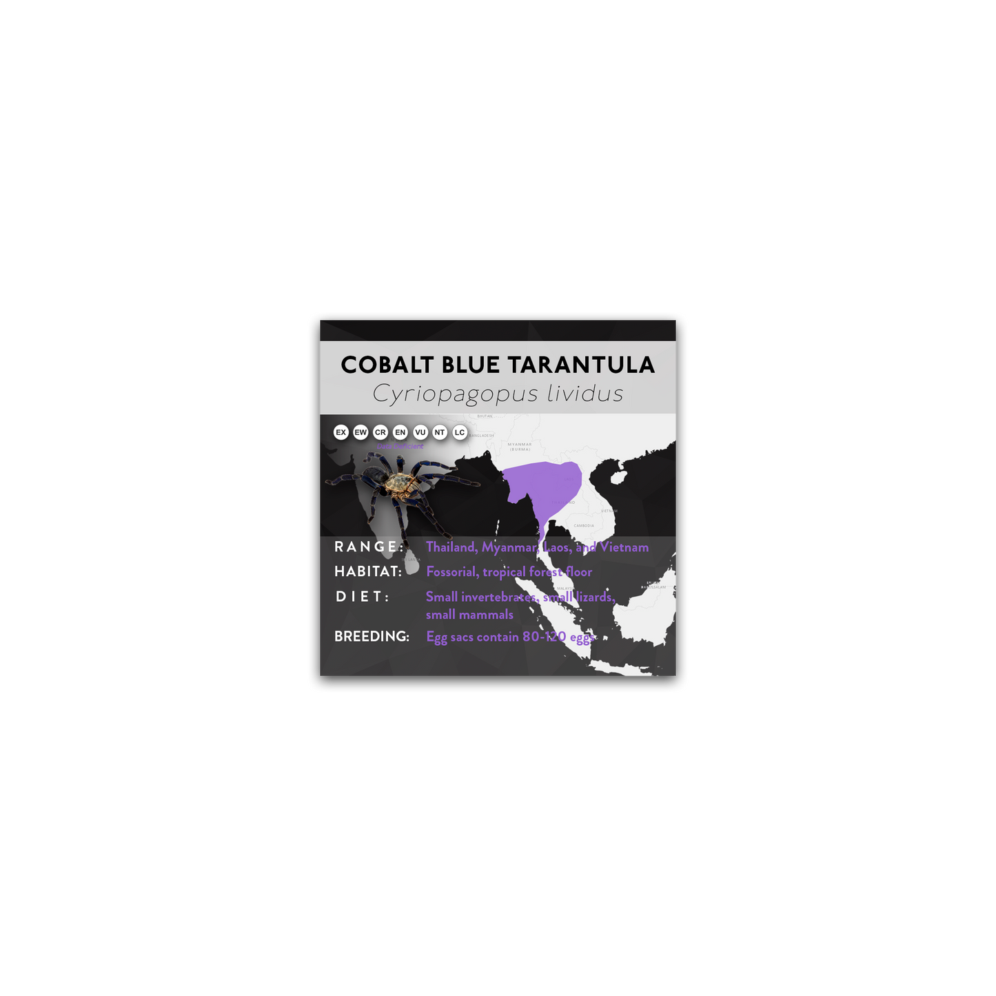 Cobalt Blue Tarantula (Cyriopagopus lividus) - X Label