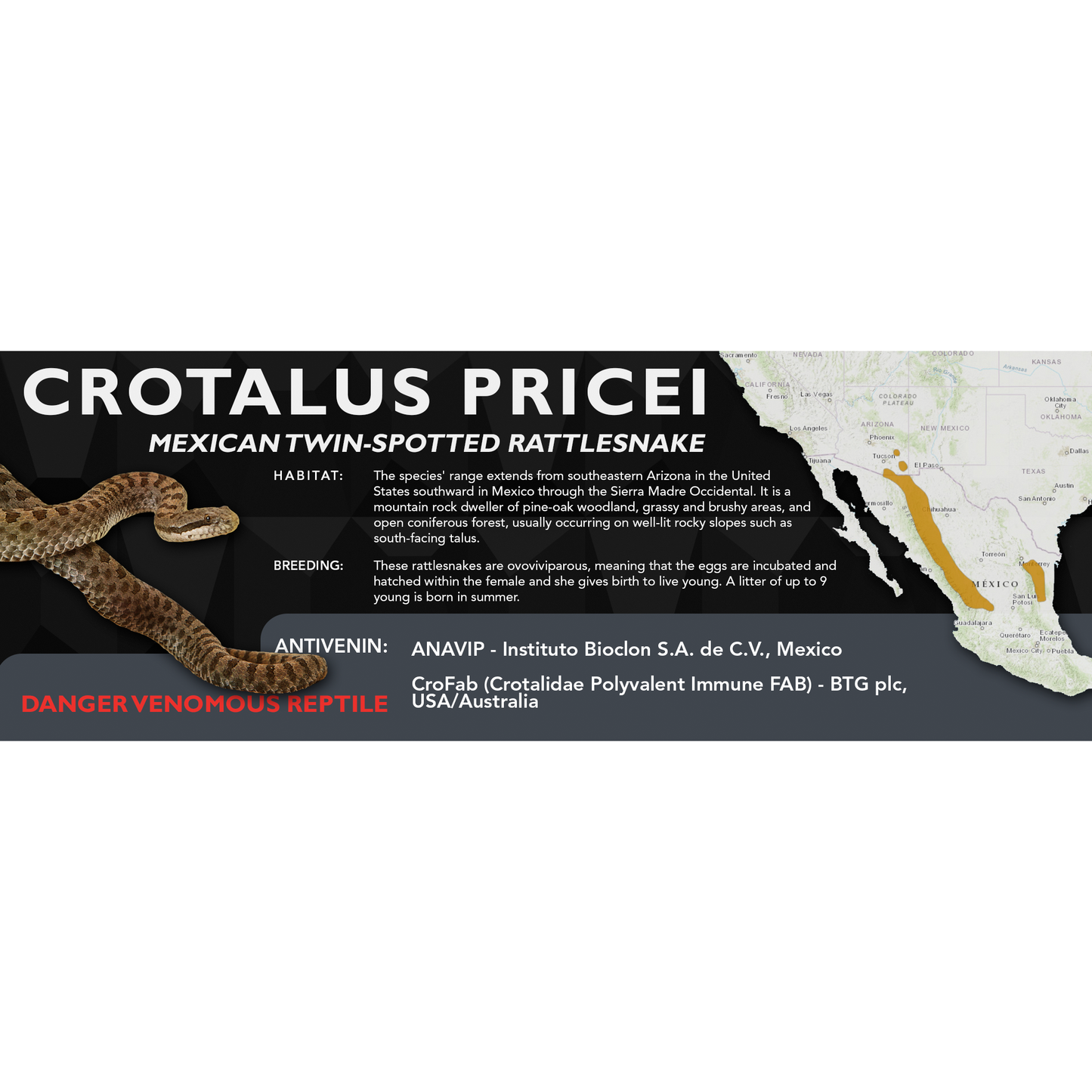 Mexican Twin-Spotted Rattlesnake (Crotalus pricei) Classic Vivarium Label