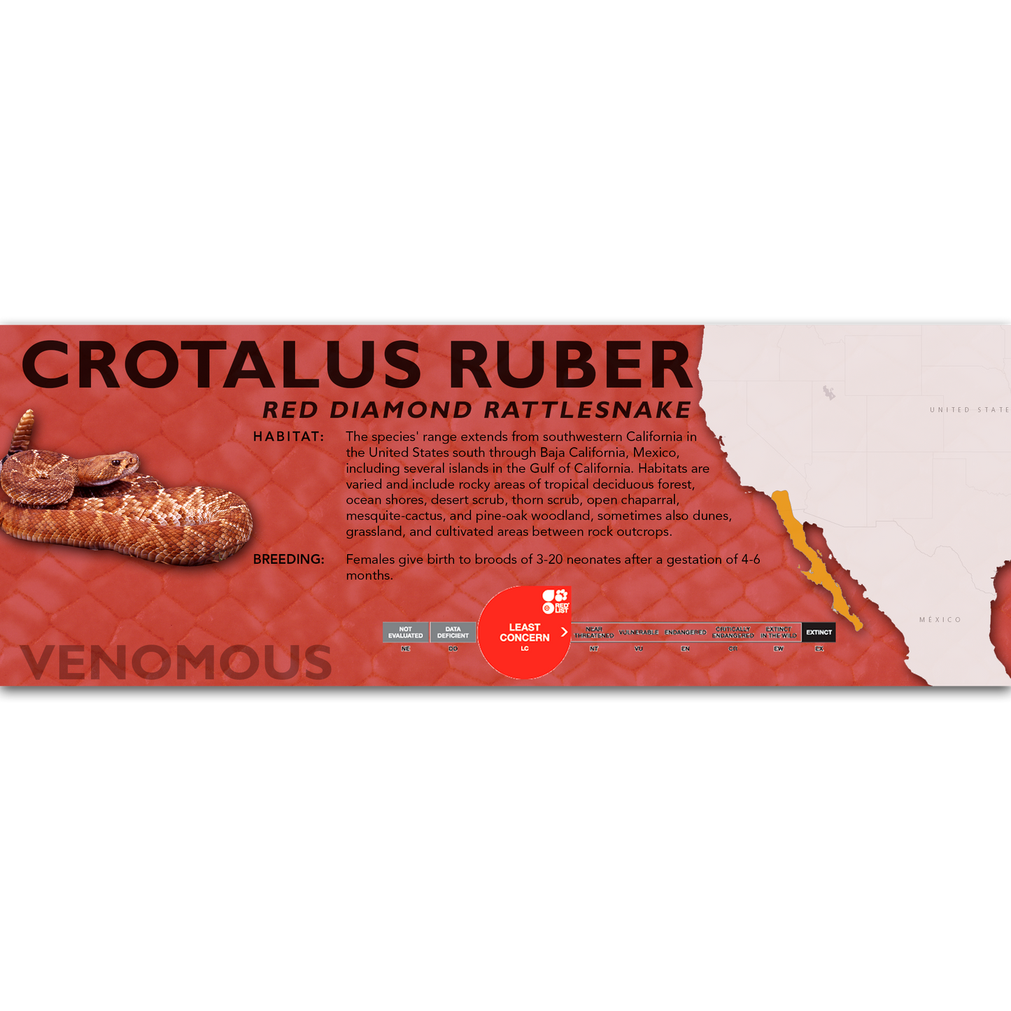 Red Diamond Rattlesnake (Crotalus ruber) Classic Vivarium Label