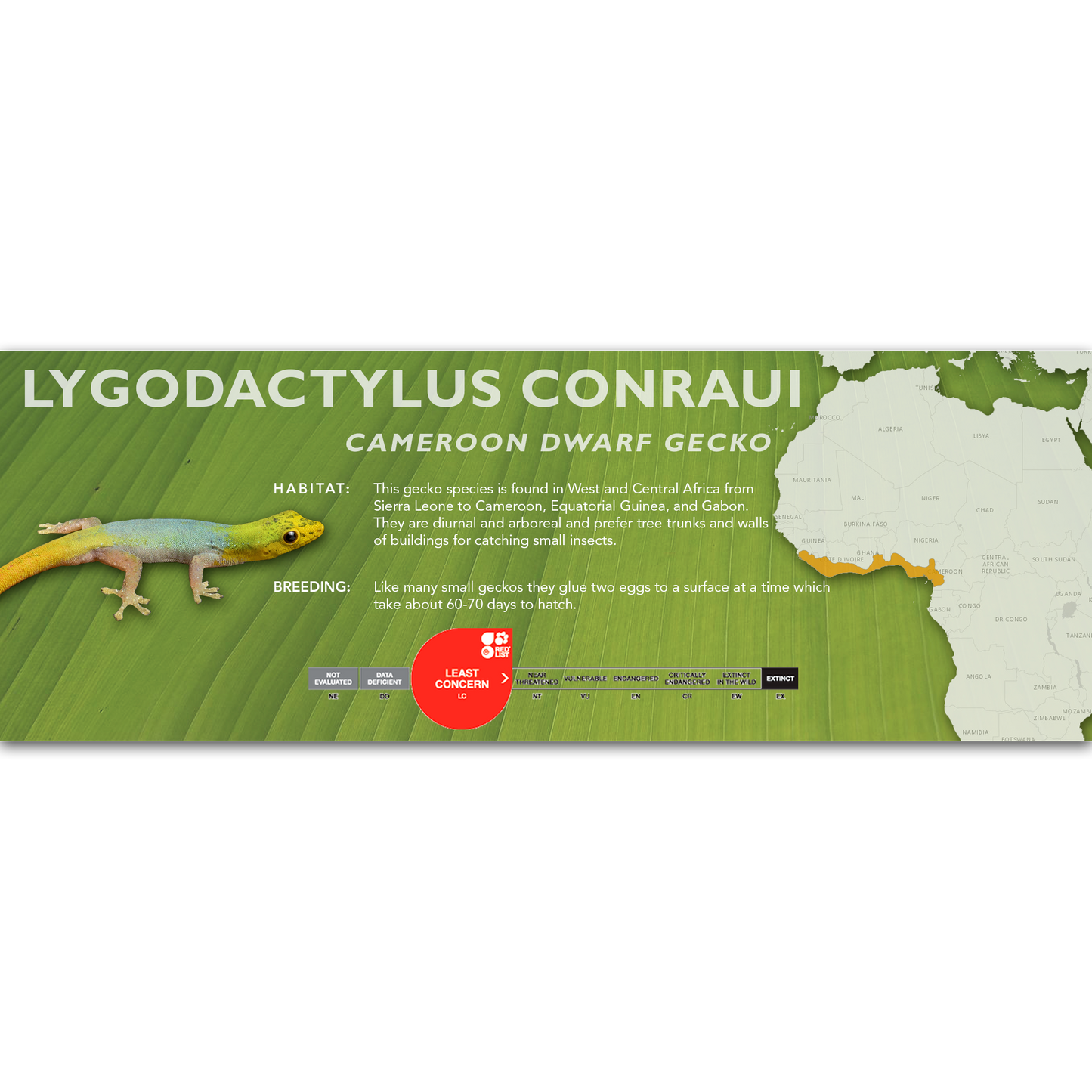 Cameroon Dwarf Gecko (Lygodactylus conraui) Classic Vivarium Label
