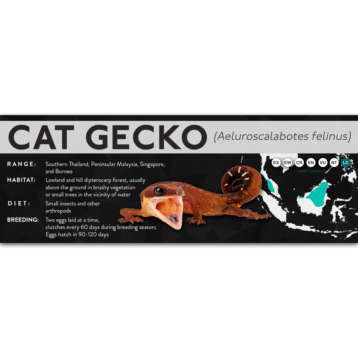 Cat Gecko (Aeluroscalabotes felinus) - X Label