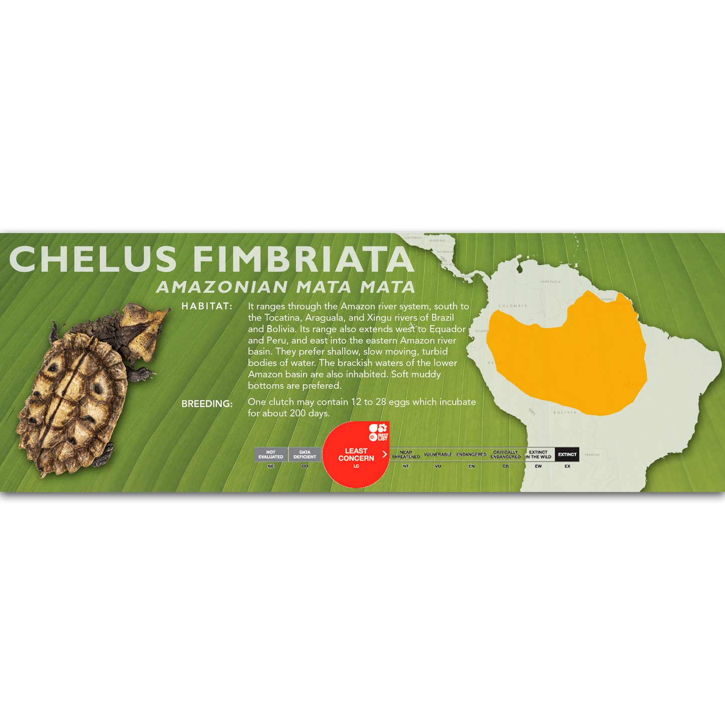 Amazonian Mata Mata (Chelus fimbriata) - Classic Vivarium Label