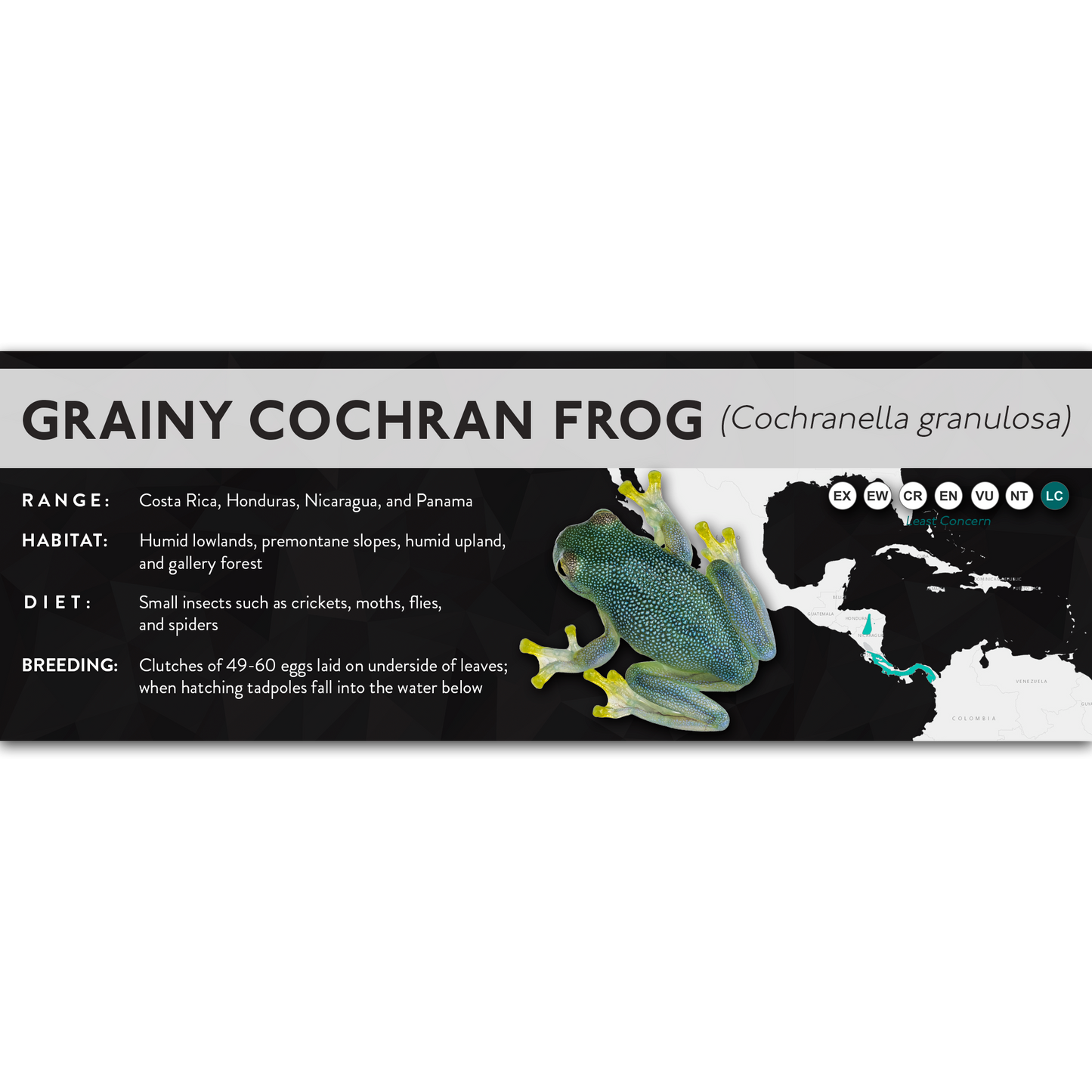 Grainy Cochran Frog (Cochranella granulosa) - X Label