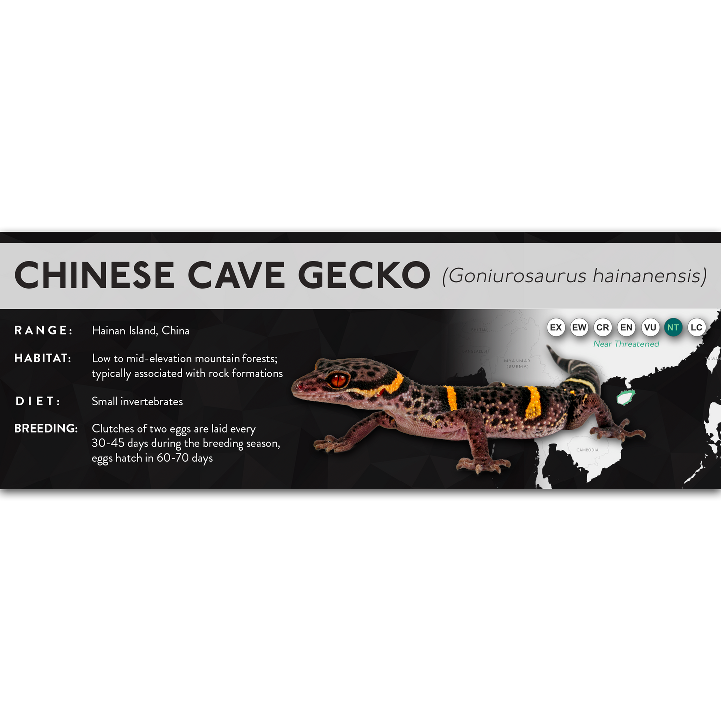 Chinese Cave Gecko (Goniurosaurus hainanensis) - X Label