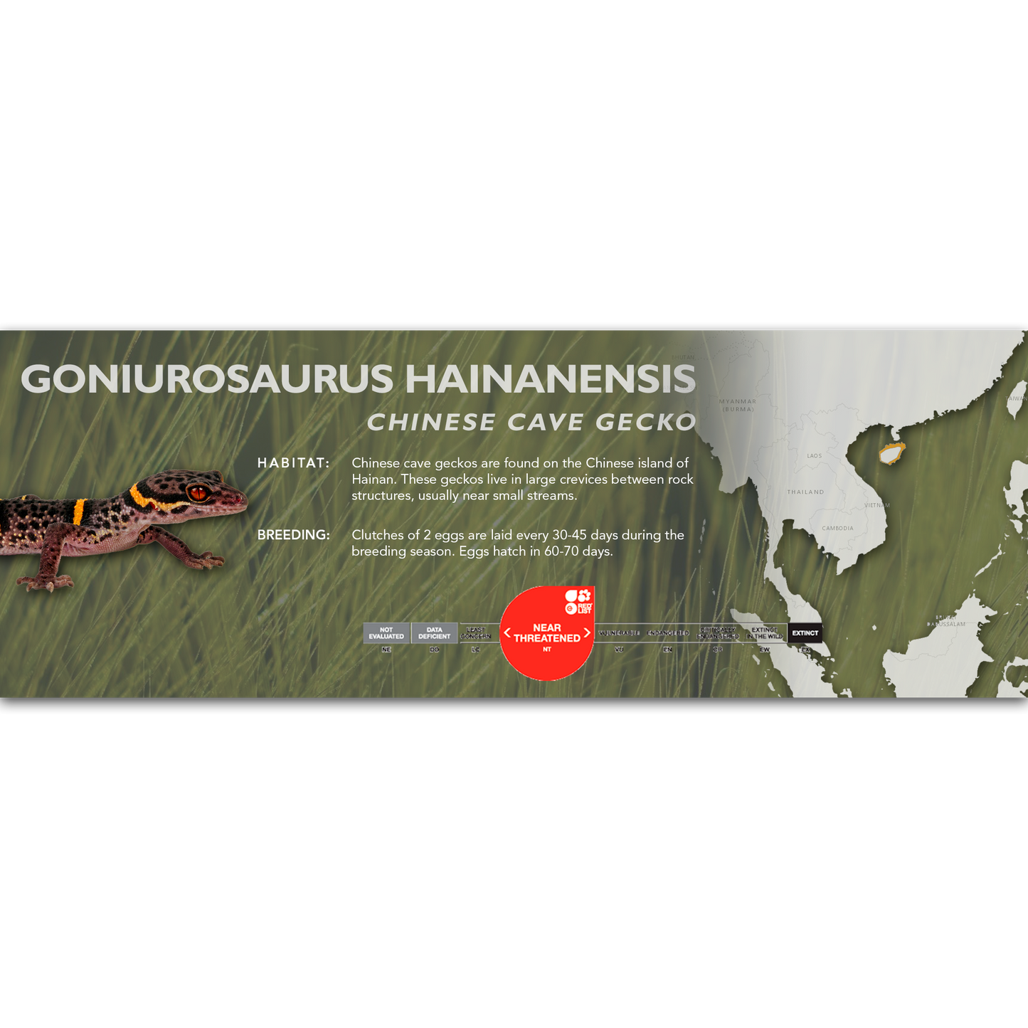 Chinese Cave Gecko (Goniurosaurus hainanensis) Classic Vivarium Label